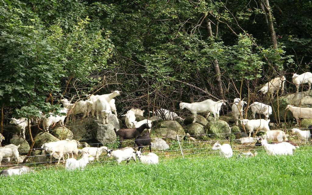 Cashmere goats for maintaining open and diversified landscape 27 Intensive browsing