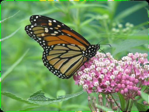 Species (continued) Monarch Revised the Canadian Monarch Management Plan under the Species at Risk Act (final posting soon) Committee on the Status of Endangered Wildlife in Canada (COSEWIC) is