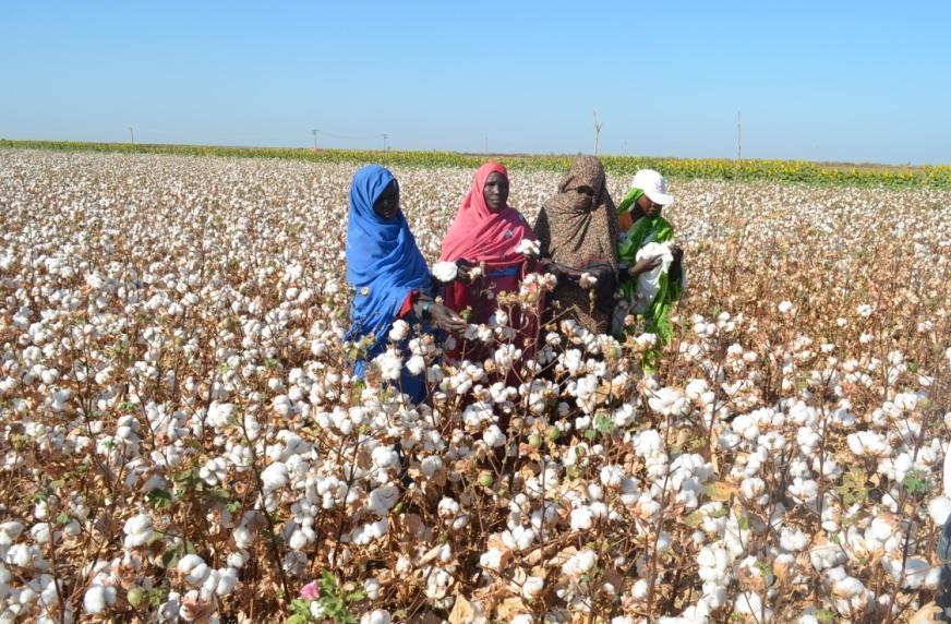 Sudan farmers Increase from