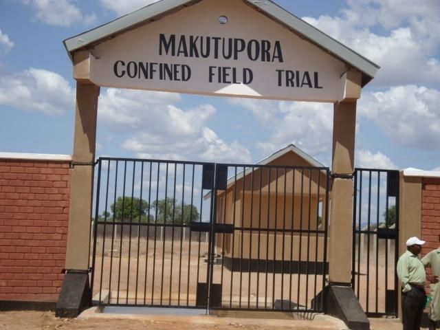 CFT site Makutopora Dodoma Govt in collaboration K, Ug, Moz, na SA are implementing a Water Efficient Maize