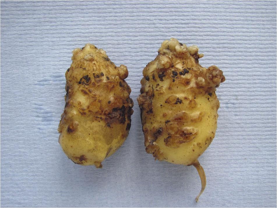 Life cycle of Meloidogyne minor on potato of the tubers showed severe damage. Damaged tubers showed severe galling (Fig. 4) with many females below the skin of the tubers.