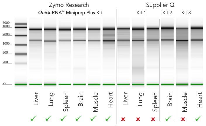 The procedure uses Zymo-Spin column technology that results in high-quality total RNA (including small RNAs 17-200 nt) that is DNA-free and is ready for RT-PCR, hybridization, sequencing, etc.