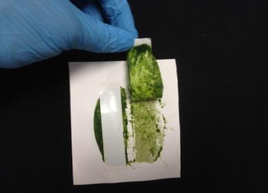 Leaf tissue was disrupted by a hammer to
