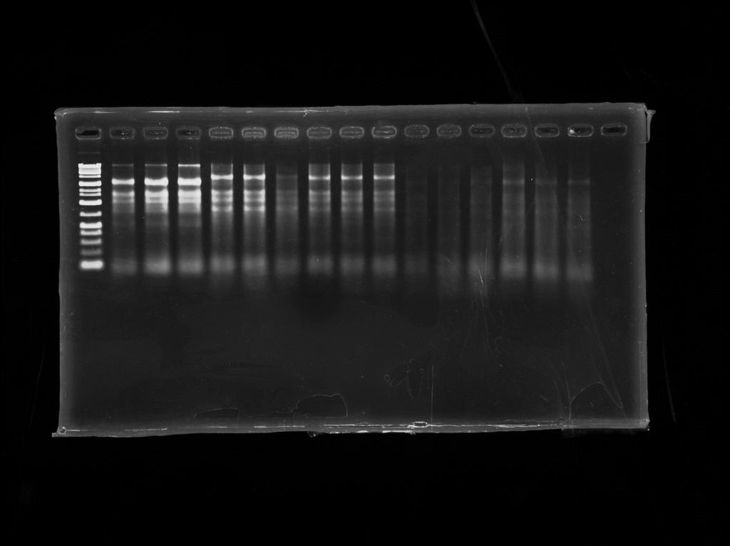 Supplementary Figure S2 M 1 2 20000 bp 2000 bp 1000 bp 3 25s 18s 500 bp 100 bp Fig. S2. Agarose gel electrophoresis of nucleic acids extracted with proteinase K extraction solution.