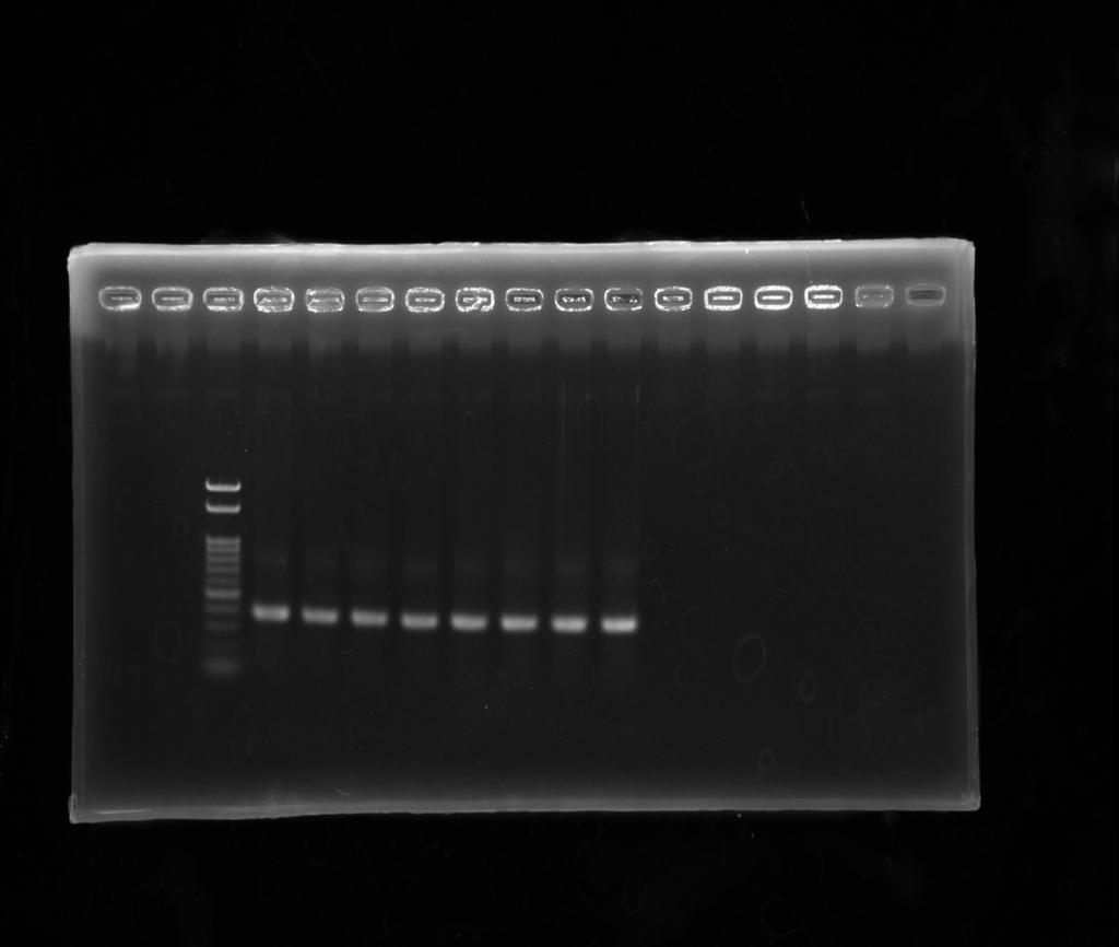 Supplementary Figure S3 a N. benthamiana (EF1 α) 1000 bp M 8 1 2 3 4 5 6 7 500 bp 100 bp b Cucumber (EF1 α) Cotyledons Mature leaves M 1 2 3 4 5 6 1000 bp 500 bp 100 bp Fig. S3. RT-PCR detection of EF1α mrnas of N.