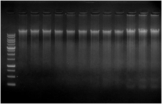 Page 10 The gsync 96 Well DNA Extraction Kit Test Data M 1 2 3 4 5 6 7 8 9 10 11 12 Related DNA/RNA Extraction Products Figure 1.