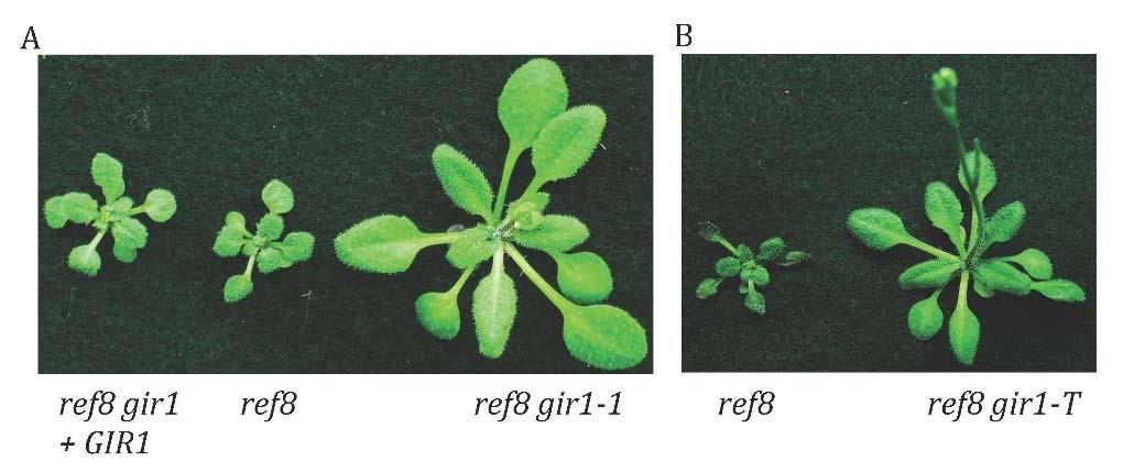 Figure 1: Evidence that gir1 is a suppressor of ref8 as demonstrated by functional complementation (A) and generation of a double mutant using a t-dna allele (B).