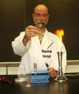 Transfers Using Sterile Technique Test tube to test tube Sterilize the inoculation loop with the Bunsen burner The entire length of the wire must become