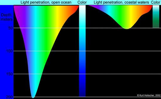 When light enters water the red end of the spectrum is absorbed first. Blue light penetrates furthest -- it's why the ocean is blue http://images.google.com/imgres?imgurl=http://www.union.