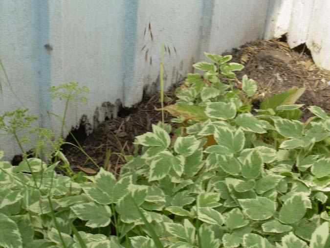 Ground cover and shrubbery should be cut back as not to be in contact with the siding. B.