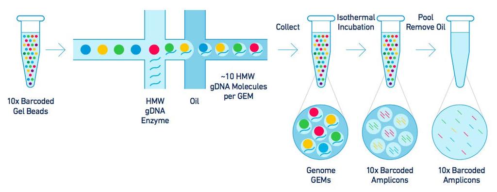 INTRODUCTION The Genome Reagent Kit Protocol The Genome Reagent Kit Protocol Stepwise Objectives Step 1 HMW gdna Extraction The Chromium Genome Protocol generates long-range information across the
