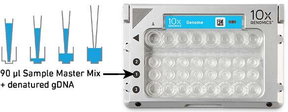 PROTOCOL STEP 2 GEM Generation & Barcoding e) Gently mix the combined gdna and Denaturing Agent 10 times with a multi-channel pipette and wide-bore pipette tips.