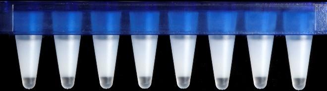 PRACTICAL TIPS & TROUBLESHOOTING Normal Operations Reagent Clogs A B C D E F G H A B C D E F G H A B C D E F G H A B C D E F G H After dispensing the GEMs into a PCR plate: All liquid levels are