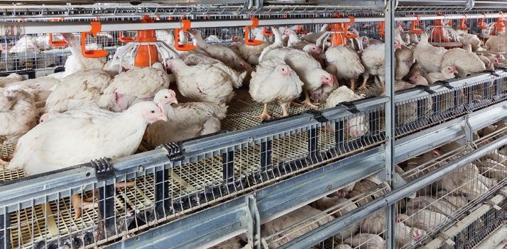 moving out of the ready-for-slaughter broilers. The pivoting floor is covered with a flexible, soft plastic net and provides excellent manure penetration.