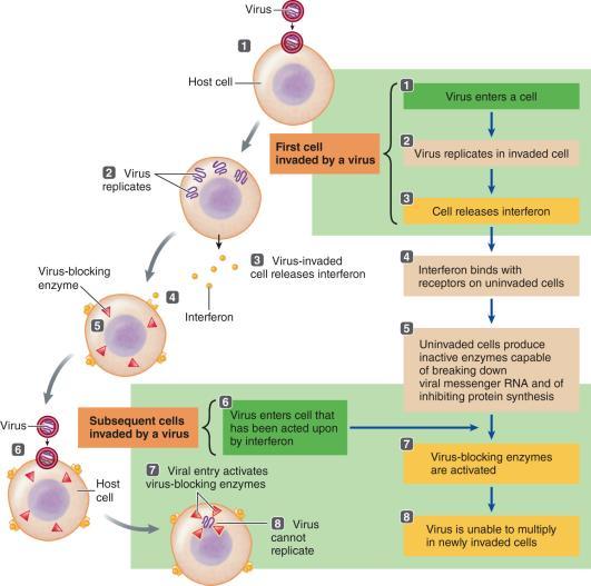 virusfighting enzymes Attracts natural killer cells Nasty virus Host Interferon