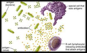 and T lymphocytes found in lymph Pathogens have particular antigens, which