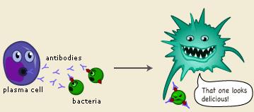 antigen bacteria