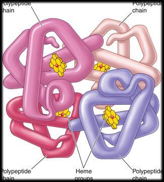 RBCs RBCs have no nuclei, ribosomes, or