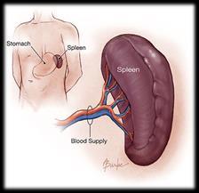 every second Spleen removes old RBCs, RBCs last