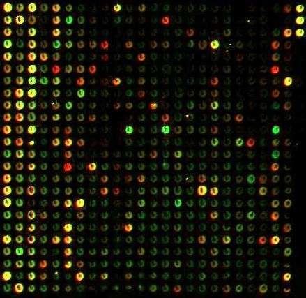 A real microarray From Liming Shi /em gene-chips.
