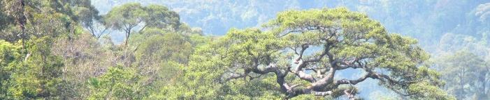 forest degradation in Houaphan
