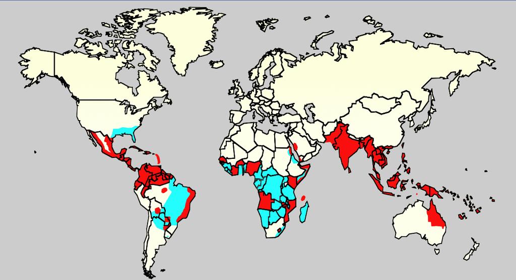 Global distribution of the Aedes aegypti mosquito and dengue.