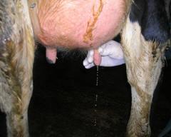 Staphylococcus aureus as pathogen Animals Mastitis in cows Skin and soft tissue