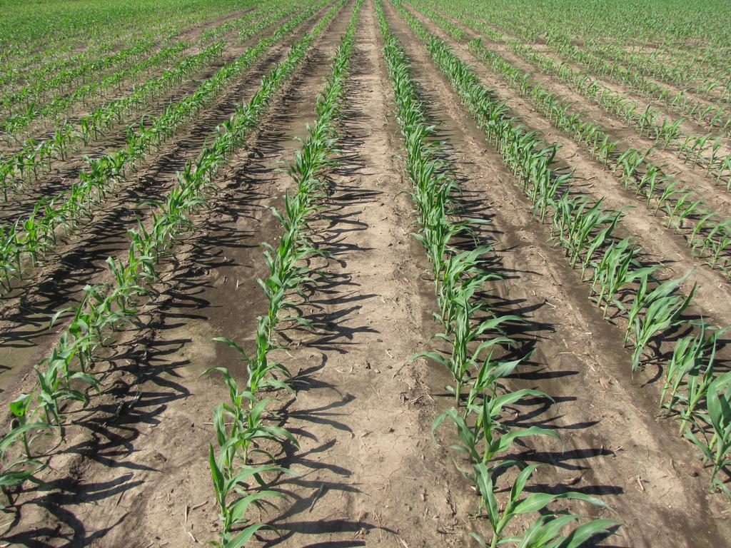 Corn Management Considerations: Vegetative Growth Fertigated N, P, K, S, and micronutrients directly into