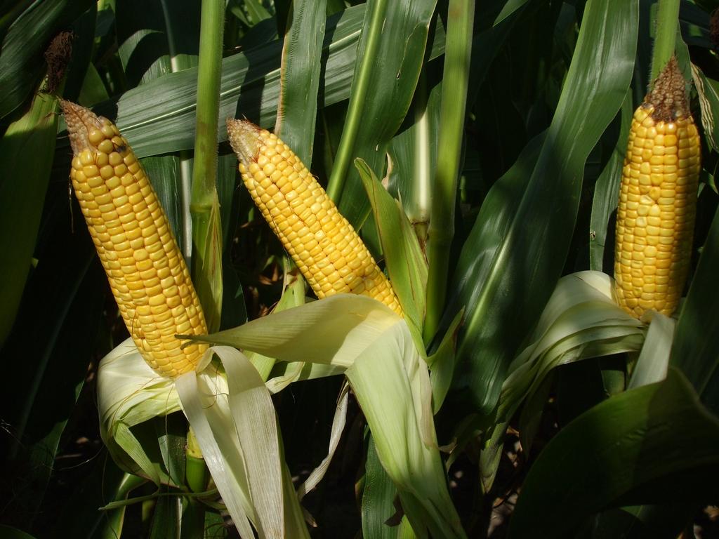Corn Management Considerations: Reproductive Growth