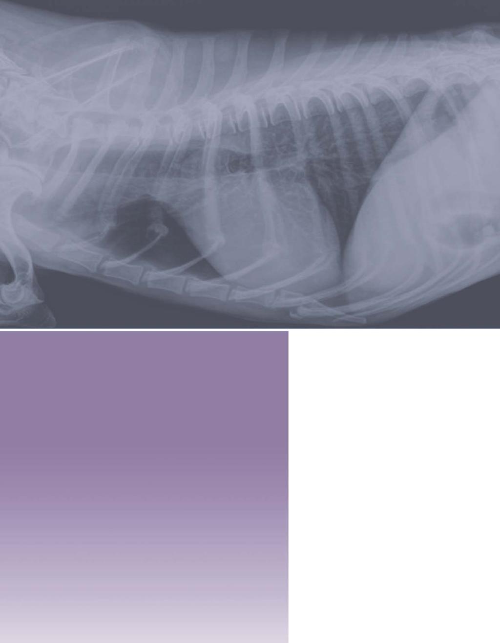 Veterinary Digital x-ray Services