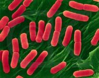 Most Common Pathogens on Produce Escherichia coli O157:H7 Commensal organism in lower gut of mammals Cattle and other animals are reservoirs Survives well in the environment