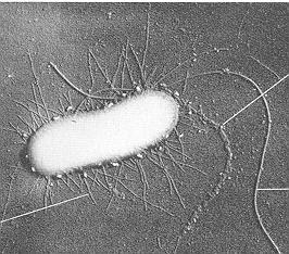 monocytogenes Bacillus cereus Feces Associated