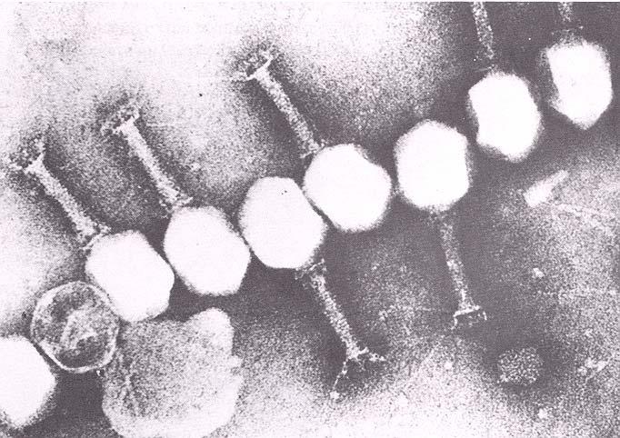 lamblia Pathogenic Viruses Human Feces