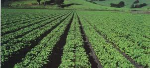 Postharvest Crop Protection Methods "Taste, freshness, support for