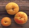 Apricots should be stored at 32-36 F, 85-95% humidity.