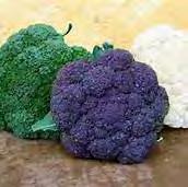 Broccoli should be stored at 32 F, at 90-98%