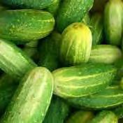 Cucumbers should be stored at 45-50 F at 85-95%