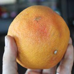 Grapefruit may exhibit some regreening of the skin,