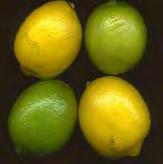 Lemons/Limes Lemons and limes should