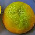 Oranges Oranges should be firm, heavy for size, and