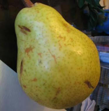 Pears should be stored at 32 F at 90-98% relative