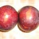 Plums Plums should be firm to slightly soft (ripe), but not overripe