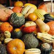 Squash, hard-shell Note: Hard-sell squash types are generally larger than