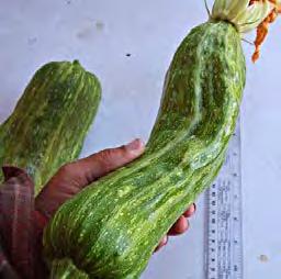 Squash, soft-shell Note: Soft-shell squash are also known as