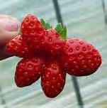 Avoid strawberries that are green, or those that appear mushy,