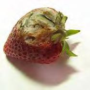 Strawberries should be stored at 32-34 F at 90-98% relative humidity.
