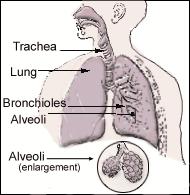 Lungs Defenses Against Asbestos Nose hair Mucus Cilia White Blood Cells Macrophages Asbestos