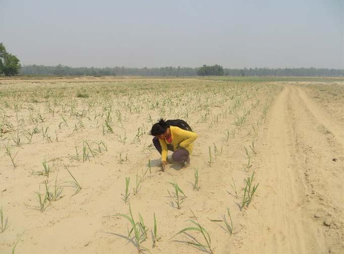 Sugarcane Cultivation as Nexus Intervention Flood Resisting