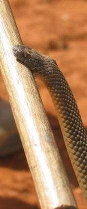 Snakes Snakes are generally very shy may become aggressive if cornered or are distressed may strike to defend themselves ALL snakes are protected species To avoid snake bites NEVER try to catch,