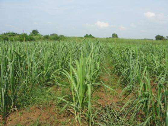 (1) Effect of subsoiling and liquid fertilizer injection of developed sugarcane planter on crop growth The combination of crop residue retention and minimum tillage practice are believed to be